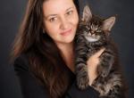 European Black Tabby Maine Coon Boy - Maine Coon Kitten For Sale - DC&comma; US