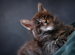 Distinctive European Black Tabby Maine Coon Boy - Maine Coon Kitten For Sale - 