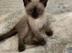 Shera - Siamese Kitten For Sale - 