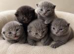 Mint - British Shorthair Kitten For Sale - Fritztown&comma; PA&comma; US