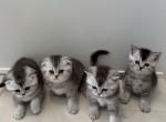 Scottish fold kittens - Scottish Fold Kitten For Sale - Auburn&comma; WA&comma; US