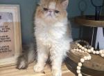 Harper - Persian Cat For Sale - 