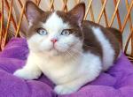 Steven - British Shorthair Kitten For Sale - Pembroke Pines&comma; FL&comma; US