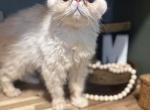 Hensley - Persian Cat For Sale - 