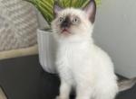 Zino - Balinese Kitten For Sale - 