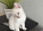 Cody - Balinese Kitten For Sale - 