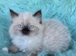 Lucky male ragdoll - Ragdoll Kitten For Sale - WA&comma; US