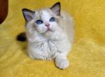 Cloud Litter Two Males Available l CFA eligible - Ragdoll Kitten For Sale - Berwyn&comma; PA&comma; US