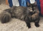 Katherine - Maine Coon Cat For Sale/Retired Breeding - Chandler Heights&comma; AZ&comma; US