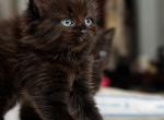 Nightclouds Litter - American Longhair Kitten For Sale - Canal Whchstr&comma; OH&comma; US