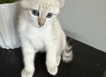 Luna - Balinese Kitten For Sale - Chicago&comma; IL&comma; US