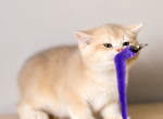 Biscuit - British Shorthair Kitten For Sale - Plano&comma; TX&comma; US