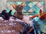Sunkissed boy - Sphynx Kitten For Sale - Bon Aqua&comma; TN&comma; US