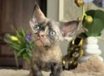 Blue Tortie Devon Rex - Devon Rex Kitten For Sale - NY&comma; US