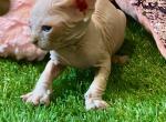 Pink boy - Sphynx Kitten For Sale - Bon Aqua&comma; TN&comma; US