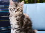 Me - Maine Coon Kitten For Sale - Holly&comma; MI&comma; US