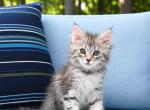 Fa - Maine Coon Kitten For Sale - Holly&comma; MI&comma; US