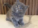Nola - Persian Kitten For Sale - Cleveland&comma; OH&comma; US