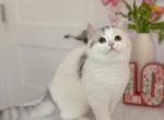 Scottish straight dilute calico girl - Scottish Straight Kitten For Sale - 