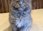 Noh - Persian Kitten For Sale - 