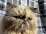 Winter - Persian Kitten For Sale - Myakka City&comma; FL&comma; US