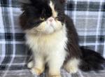 Dolly - Persian Kitten For Sale - 