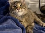 Agnetha - Maine Coon Kitten For Sale - Jacksonville&comma; FL&comma; US