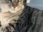 Layla - Domestic Cat For Adoption - Washington&comma; DC&comma; US