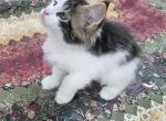 Keeley litter male - Maine Coon Kitten For Sale - 