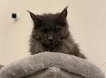 Charlotte - Maine Coon Cat For Sale/Retired Breeding - Chandler Heights&comma; AZ&comma; US