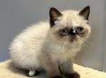 Seal tortie points Exotic shorthair female - Exotic Kitten For Sale - Brooklyn&comma; NY&comma; US