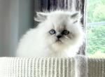 McMuffins Spring Litter - Himalayan Kitten For Sale - Chardon&comma; OH&comma; US