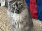 Elizabeth - Maine Coon Cat For Sale/Retired Breeding - Chandler Heights&comma; AZ&comma; US