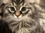 Otter of FirCountry Siberians - Siberian Kitten For Sale - Castle Rock&comma; WA&comma; US