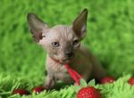 Remus - Sphynx Kitten For Sale - 