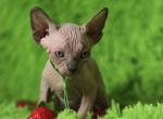 Romulus - Sphynx Kitten For Sale - Mundelein&comma; IL&comma; US