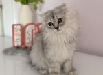 Blue spotted Scottish Fold lh - Scottish Fold Kitten For Sale - City Of Spokane Valley&comma; WA&comma; US