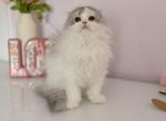 Scottish fold longhair blue bicolor girl - Scottish Fold Kitten For Sale - 