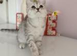 Blue spotted Scottish straight - Scottish Straight Kitten For Sale - City Of Spokane Valley&comma; WA&comma; US