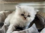 Twixies Summer Litter - Himalayan Kitten For Sale - Chardon&comma; OH&comma; US