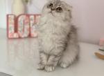 Blue Spotted Scottish fold longhair female - Scottish Fold Kitten For Sale - City Of Spokane Valley&comma; WA&comma; US