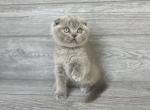 Honey of Elias Cattery - Scottish Fold Kitten For Sale - Wendell&comma; NC&comma; US