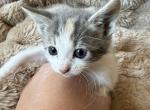 Max - Manx Kitten For Adoption - Chico&comma; CA&comma; US