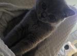 Zuzu - Scottish Straight Kitten For Sale - New York&comma; NY&comma; US