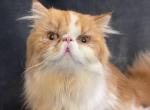 Marlin - Persian Cat For Sale - Myakka City&comma; FL&comma; US