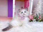 R250 - Ragdoll Kitten For Sale - 