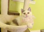 SK021 - Selkirk Rex Kitten For Sale - 