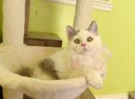 SK021 - Selkirk Rex Kitten For Sale - Los Angeles&comma; CA&comma; US