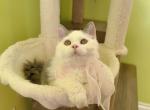 SK021 - Selkirk Rex Kitten For Sale - 