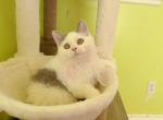SK021 - Selkirk Rex Kitten For Sale - 